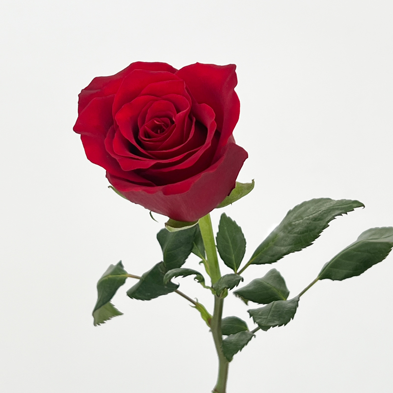 Rose (Imported) - Kenya Red (10 Stems)