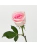 Rose (Imported) - Sweet Revival (10 Stems) Rose (Imported) - Sweet Revival (10 Stems)