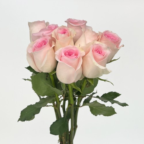 Rose (Imported) - Sweet Revival (10 Stems) Rose (Imported) - Sweet Revival (10 Stems)