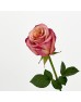 Rose (Imported) - Vintage (10 Stems)