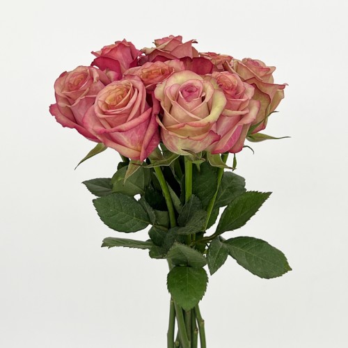 Rose (Imported) - Vintage (10 Stems)