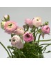 Ranunculus (Imported) - Pink (10 Stems)