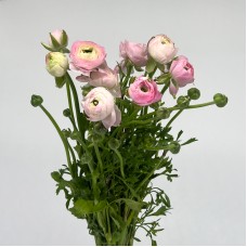 Ranunculus (Imported) - Pink (10 Stems)