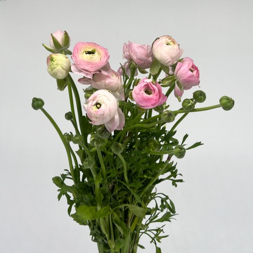 Ranunculus (Imported) - Pink (10 Stems)