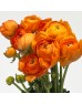 Ranunculus (Imported) - Orange (10 Stems) Ranunculus (Imported) - Orange (10 Stems)