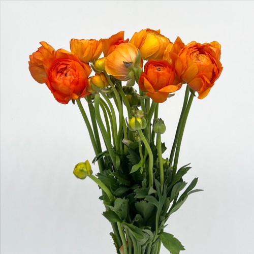 Ranunculus (Imported) - Orange (10 Stems) Ranunculus (Imported) - Orange (10 Stems)