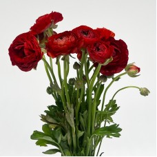 Ranunculus (Imported) - Red (10 Stems)