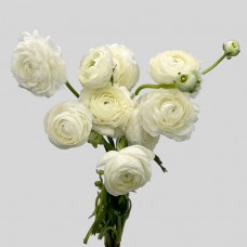 Ranunculus (Imported) - White (10 Stems)