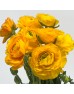 Ranunculus (Imported) - Yellow (10 Stems)