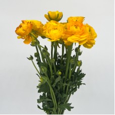 Ranunculus (Imported) - Yellow (10 Stems)