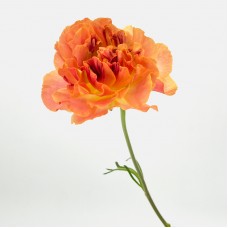 Ranunculus (Imported) - Charlotte Orange (1 Stem)