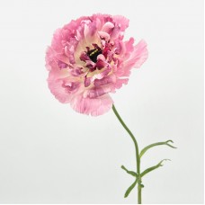 Ranunculus (Imported) - Charlotte Pink (1 Stem)