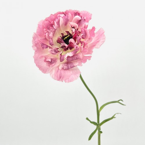 Ranunculus (Imported) - Charlotte Pink (1 Stem) Ranunculus (Imported) - Charlotte Pink (1 Stem)