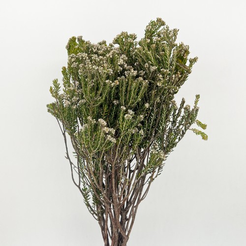 Rock Phylica (Imported) - (10 Stems) Rock Phylica (Imported) - (10 Stems)