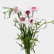 Rodgersia (Imported) - (5 Stems) Rodgersia (Imported) - (5 Stems)