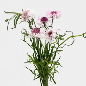 Rodgersia (Imported) - (5 Stems)