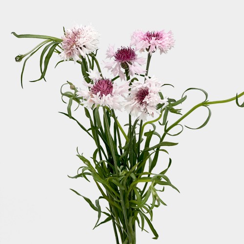 Rodgersia (Imported) - (5 Stems) Rodgersia (Imported) - (5 Stems)