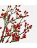 Rosa Canina (Imported) - (Per Bundle)