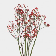 Rosa Canina (Imported) - (Per Bundle) Rosa Canina (Imported) - (Per Bundle)