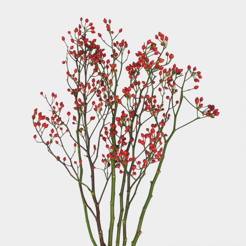 Rosa Canina (Imported) - (Per Bundle)