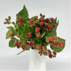 Rubus Fruticosus Chester (Imported) - Red (5 Stems)