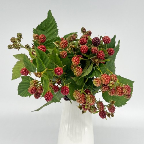 Rubus Fruticosus Chester (Imported) - Red (5 Stems)