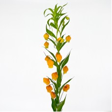 Sandersonia (Imported) - (2 stem)