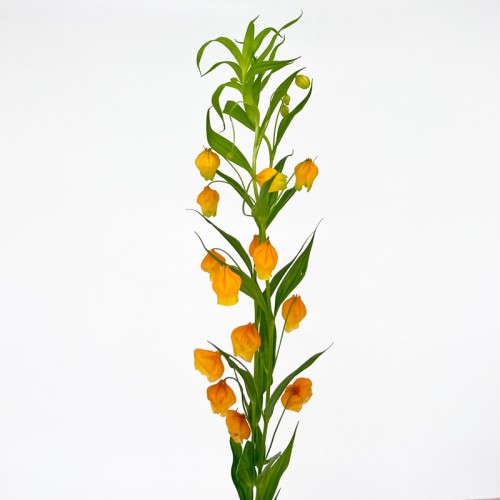 Sandersonia (Imported) - (2 stem) Sandersonia (Imported) - (2 stem)