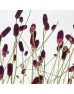 Sanguisorba Red Dream (Imported) - (5 Stems)