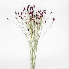 Sanguisorba Red Dream (Imported) - (5 Stems)