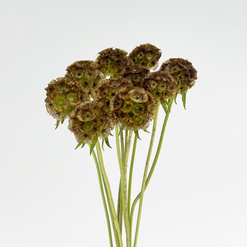 Scabiosa Stellata (Imported) - Brown (10 Stems)