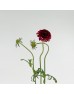 Scabiosa (Imported) - Red (Per Bunch) Scabiosa (Imported) - Red (Per Bunch)