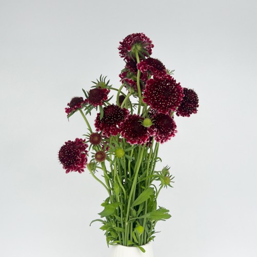 Scabiosa (Imported) - Red (Per Bunch) Scabiosa (Imported) - Red (Per Bunch)