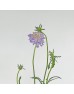 Scabiosa (Imported) - Light Purple (Per Bunch)