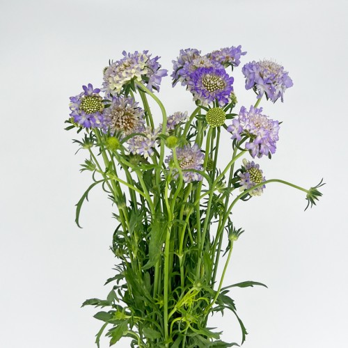 Scabiosa (Imported) - Light Purple (Per Bunch)