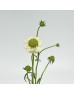 Scabiosa (Imported) - White (Per Bunch)