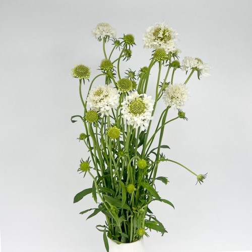 Scabiosa (Imported) - White (Per Bunch)
