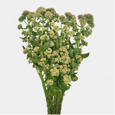 Sedum (Imported) - (Per Bundle)