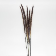 Siergras Pennisetum Rubrum (Imported) - (5 Stems)