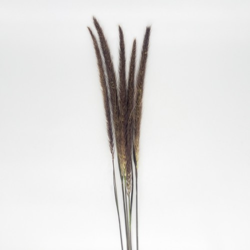 Siergras Pennisetum Rubrum (Imported) - (5 Stems) Siergras Pennisetum Rubrum (Imported) - (5 Stems)