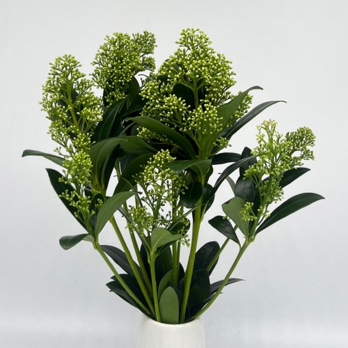 Skimmia (Imported) - Kew Green (Per Bundle)