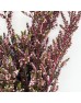 Snow Plum (Imported) - Pink (Per Bunch) Snow Plum (Imported) - Pink (Per Bunch)