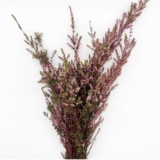 Snow Plum (Imported) - Pink (Per Bunch)