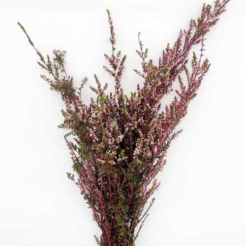 Snow Plum (Imported) - Pink (Per Bunch) Snow Plum (Imported) - Pink (Per Bunch)