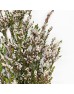 Snow Plum (Imported) - White (Per Bunch) Snow Plum (Imported) - White (Per Bunch)