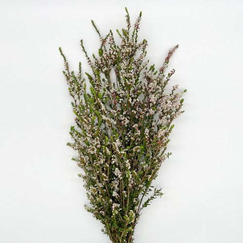 Snow Plum (Imported) - White (Per Bunch) Snow Plum (Imported) - White (Per Bunch)