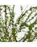 Snow Willow (Imported) - White (Per Bunch)