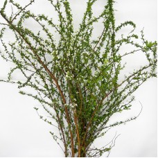 Snow Willow (Imported) - White (Per Bunch)