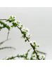 Snow Willow (Imported) - White (Per Bunch)