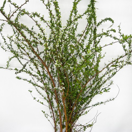 Snow Willow (Imported) - White (Per Bunch)